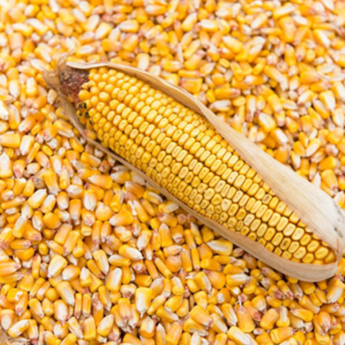 Indian Maize Corn Seed