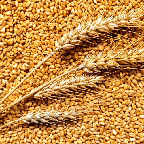 Nutrition Wheat