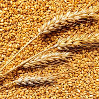 Indian Wheat