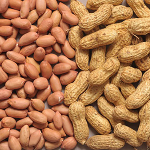 Common Indian Ground Nuts