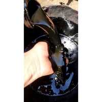 Pitch Oil