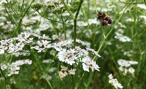 Coriander Honey