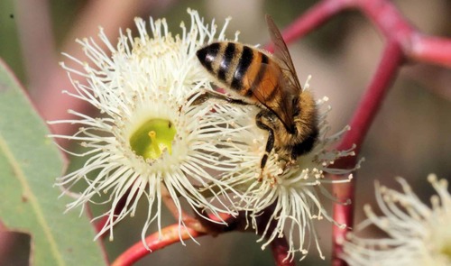 Raw Eucalyptus Honey