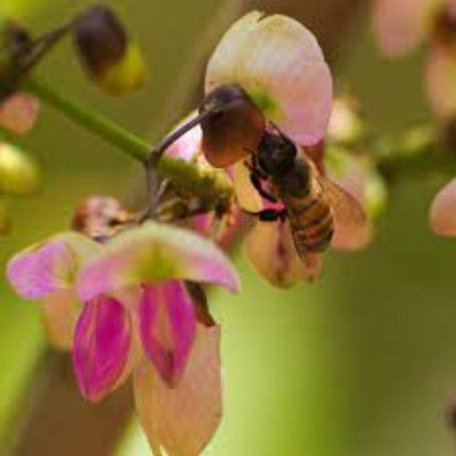 Karanj Honey