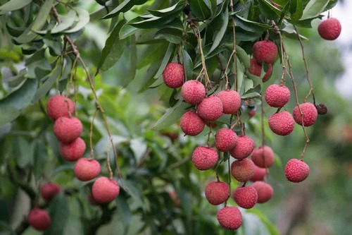 Lychee Honey