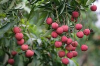 Lychee Honey - Food Grade, Glass Jar, 1 Year Shelf Life | No Additives, Refreshing Lychee Flavor, Suitable For Cooking And Personal Use