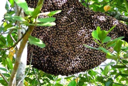 Sundarban Honey