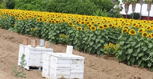 Sunflower Honey