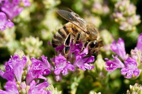 Thyme Honey