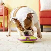Dog Products