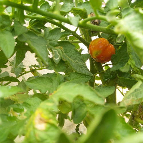 Tomato Gardening Services