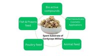 Spent Substrate Of Cordyceps Militaris Cakes Dried - Color: Orange/brownish Granules/cakes