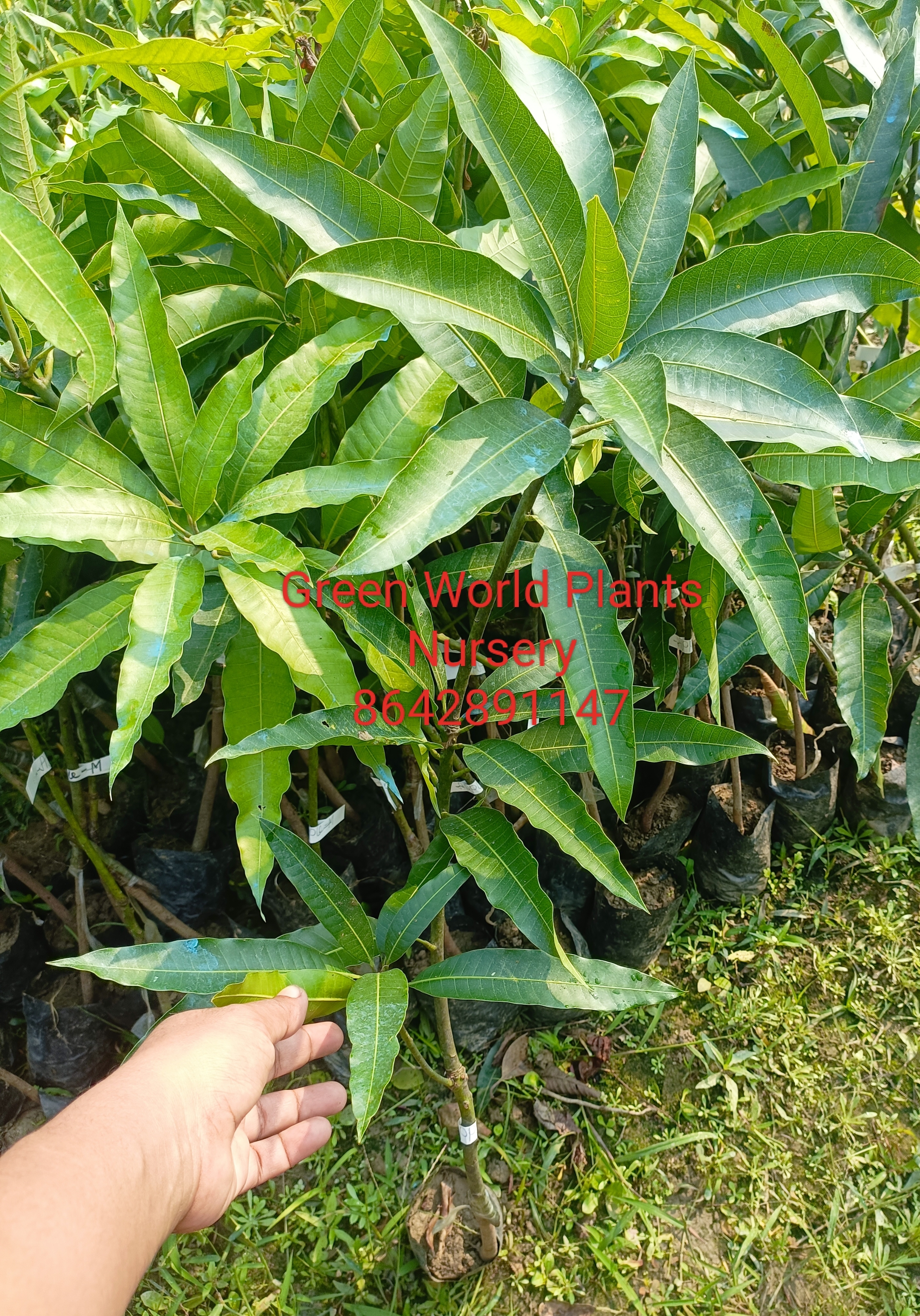 American beauty mango plants