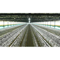 Commercial Layer Chicken Cage