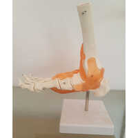White Foot Joint Model
