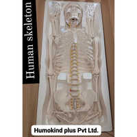 Artficial  Arculated Skeleton Application: Industrial