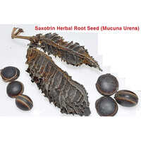 Saxotrin Herbal Root Seed (Mucuna Urens )