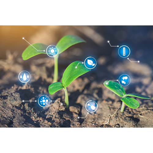 Agriculture Organic Fertilizer