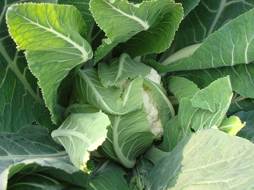 Cauliflower Seeds Khushi