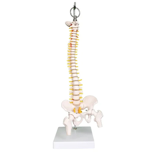 Classic Flexible Human Spine Model