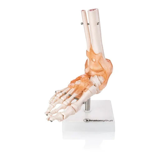 Human Foot Joint Model Application: Industrial