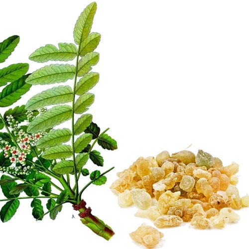 Boswellia Serrata Extract Powder