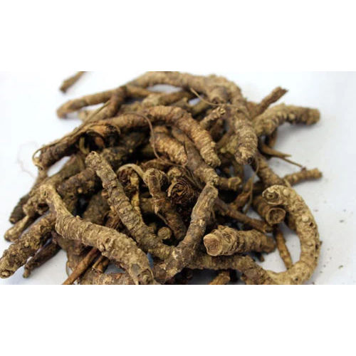 Picrorhiza Kurroa Root Extract Powder