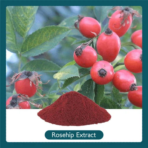 Rosehip Extract - Powder Form, 3-Year Shelf Life | Ideal for Industrial Use, Best Stored in Dry Place