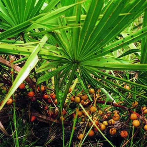 Saw Palmetto Extract - Herbal Extract, 3-Year Shelf Life | Ideal for Industrial Use, Store in Dry Place