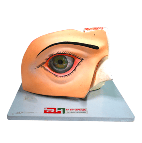 Eye Model