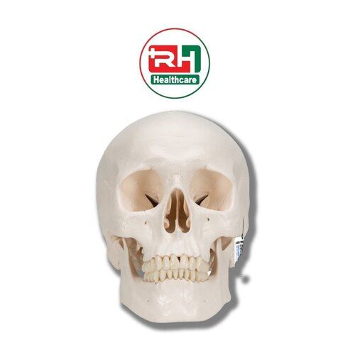 PVC Skull Model