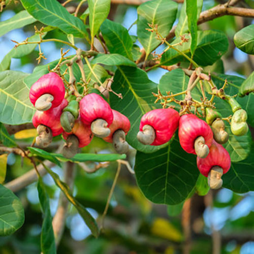 Cashew Plant