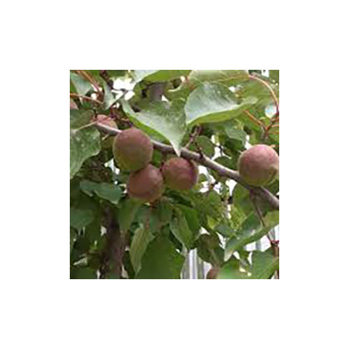 Apricot Plant