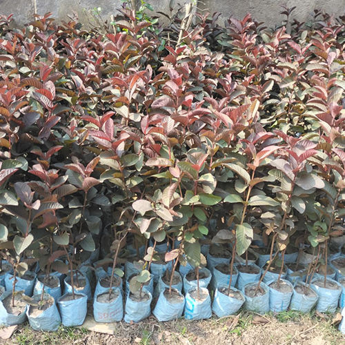 Black Guava Plant