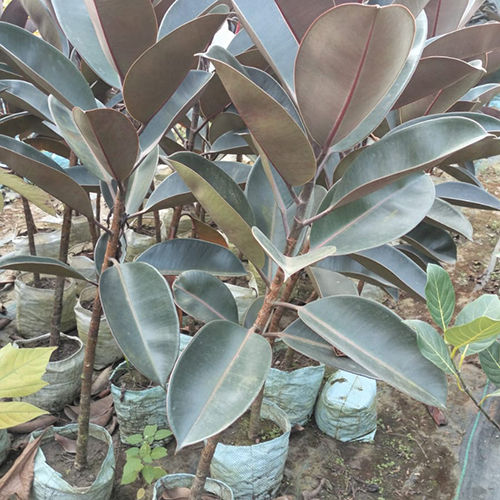 Rubber Fig Plant