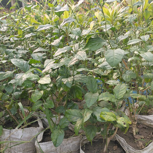 Arabian Jasmine Plant