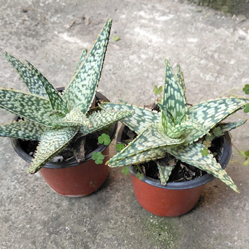 Aloe Vera