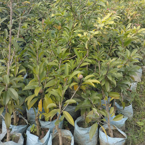 Sapodilla (Manilkara Aapota) Plant