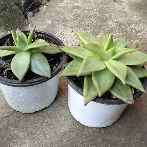 Molded Wax Agave Plant