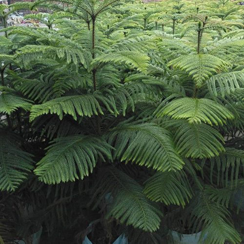 Araucaria Plant