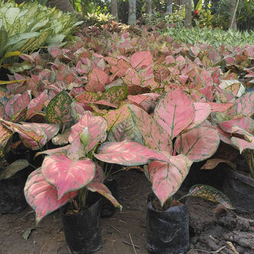 Aglaonema (Red) Plant