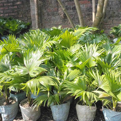 China Palm Plant