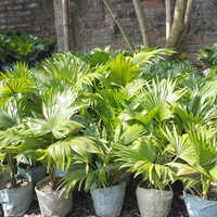 China Palm Plant