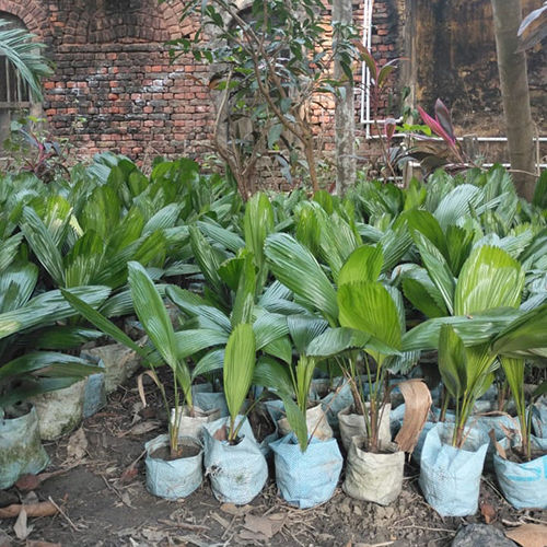 Pichutia Palm Plant