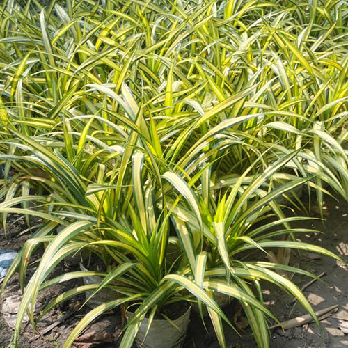 Pantanus Plant