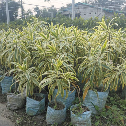 Dracaena Reflexa Plant