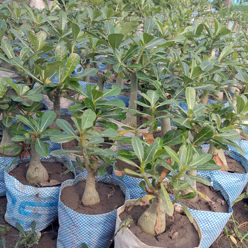 Adenium Obesum