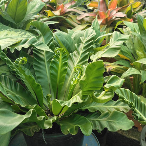 Birds-nest Fern (Asplenium Nidus) Plant