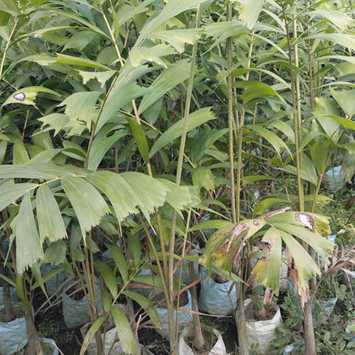 Caryota Urens Plant