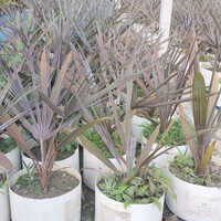 Cordyline Red Star